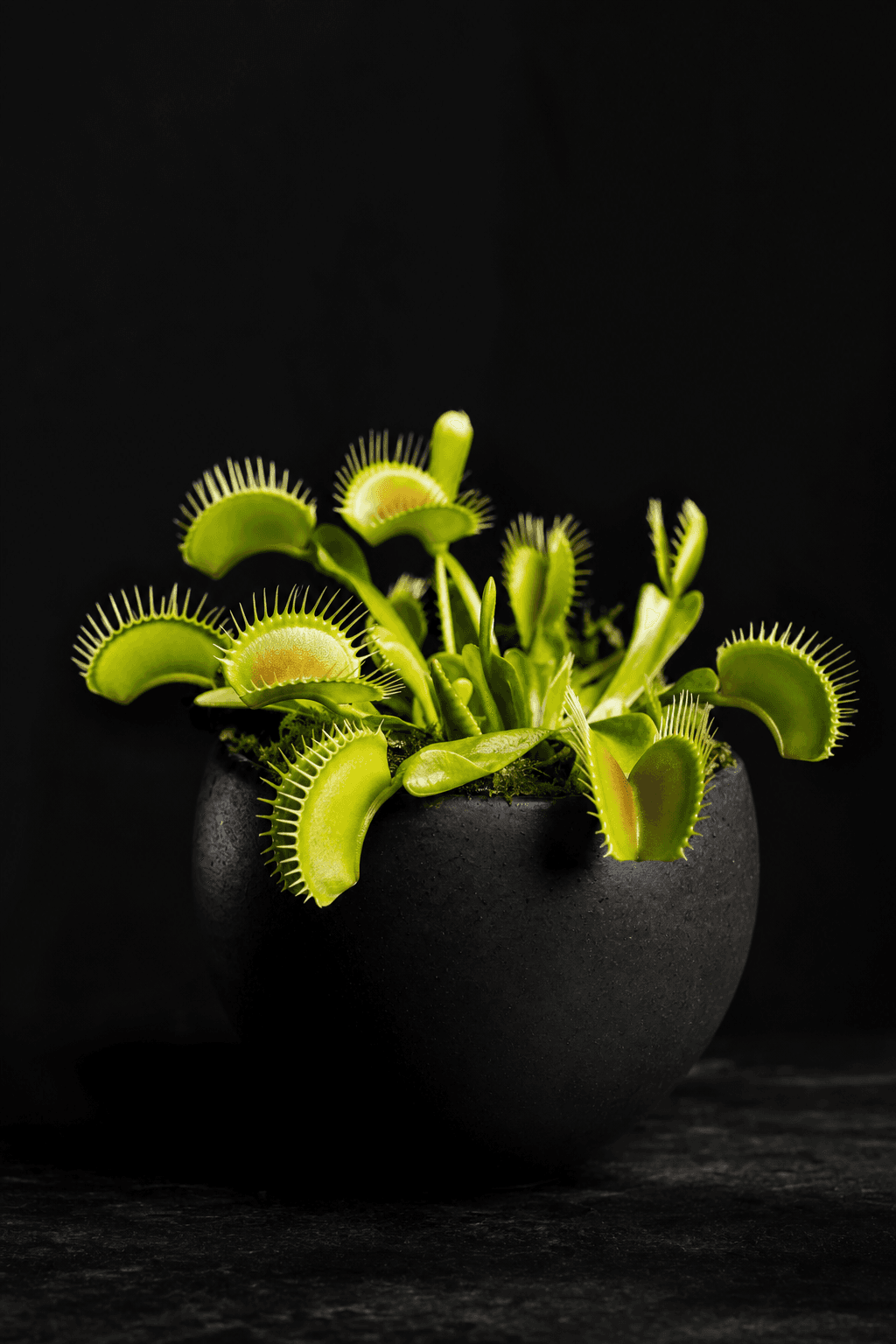 Venus flytrap in a dark pot